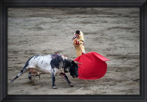 Framed Matador and a bull in a bullring, Lima, Peru Print