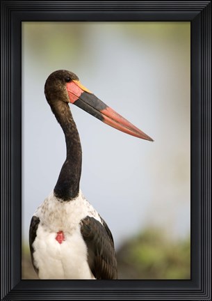 Framed Close-up of a Saddle Billed stork (Ephippiorhynchus Senegalensis) bird, Tarangire National Park, Tanzania Print
