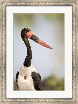 Framed Close-up of a Saddle Billed stork (Ephippiorhynchus Senegalensis) bird, Tarangire National Park, Tanzania Print