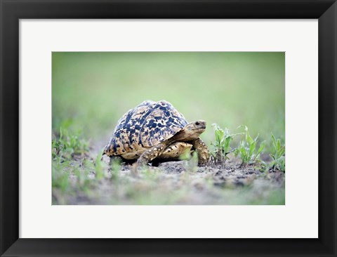 Framed Leopard tortoise (Geochelone pardalis) moving slowly in a field, Tarangire National Park, Tanzania Print