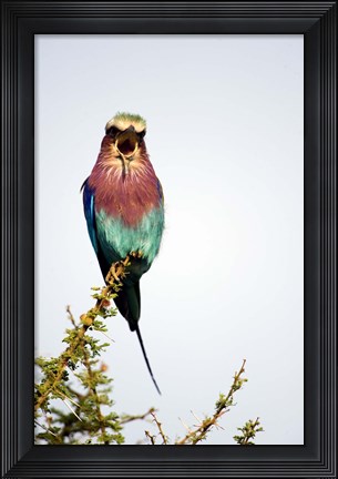 Framed Lilac-Breasted Roller (Coracias caudatus) bird perching on a branch, Tarangire National Park, Tanzania Print