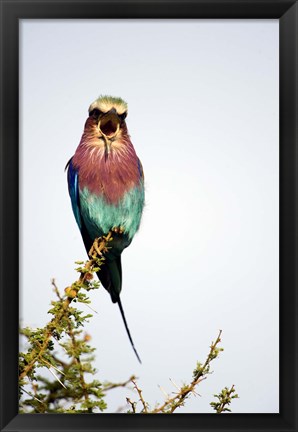 Framed Lilac-Breasted Roller (Coracias caudatus) bird perching on a branch, Tarangire National Park, Tanzania Print