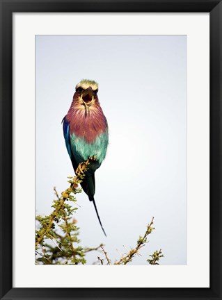 Framed Lilac-Breasted Roller (Coracias caudatus) bird perching on a branch, Tarangire National Park, Tanzania Print