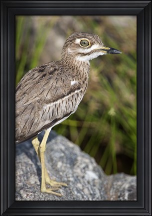 Framed Close-up of a Water Thick-Knee (Burhinus vermiculatus) bird on a rock, Tarangire National Park, Tanzania Print