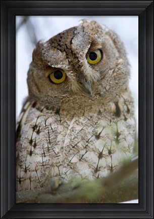 Framed Close Up of an African Scops owl (Otus senegalensis), Tarangire National Park, Tanzania Print