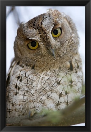 Framed Close Up of an African Scops owl (Otus senegalensis), Tarangire National Park, Tanzania Print