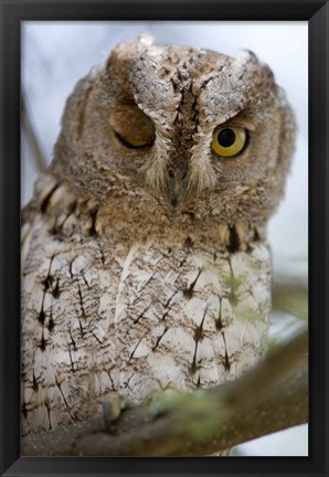 Framed African Scops owl (Otus senegalensis) winking on a branch, Tarangire National Park, Tanzania Print