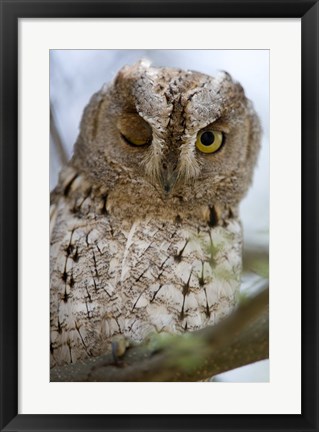 Framed African Scops owl (Otus senegalensis) winking on a branch, Tarangire National Park, Tanzania Print