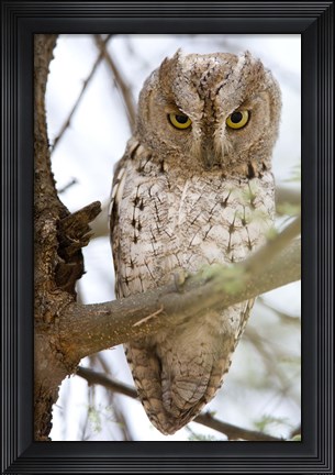 Framed African Scops Owl (Otus senegalensis) Perching on a Branch, Tarangire National Park, Tanzania Print