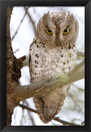 Framed African Scops Owl (Otus senegalensis) Perching on a Branch, Tarangire National Park, Tanzania Print