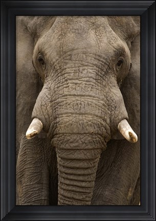 Framed Close-up of an African elephant (Loxodonta africana) trunk, Lake Manyara, Tanzania Print