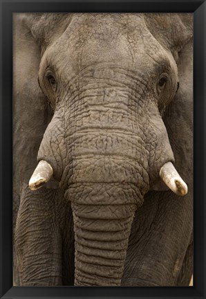 Framed Close-up of an African elephant (Loxodonta africana) trunk, Lake Manyara, Tanzania Print