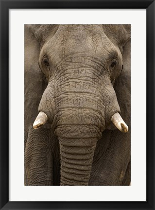 Framed Close-up of an African elephant (Loxodonta africana) trunk, Lake Manyara, Tanzania Print