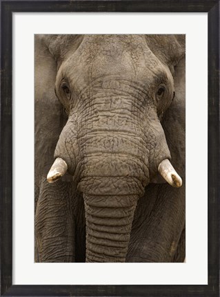 Framed Close-up of an African elephant (Loxodonta africana) trunk, Lake Manyara, Tanzania Print