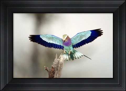 Framed Close-up of a Lilac-Breasted Roller (Coracias caudatus), Tarangire National Park, Tanzania Print