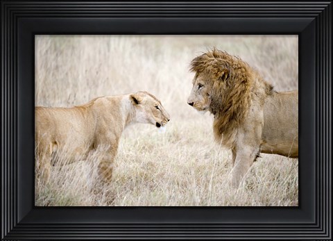 Framed Lion and a lioness (Panthera leo) standing face to face in a forest, Ngorongoro Crater, Ngorongoro, Tanzania Print