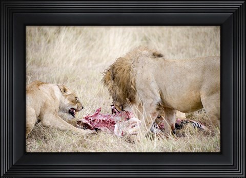 Framed Lion and a lioness (Panthera leo) eating a zebra, Ngorongoro Crater, Ngorongoro, Tanzania Print