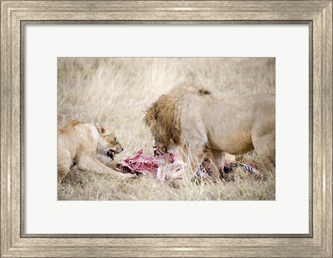 Framed Lion and a lioness (Panthera leo) eating a zebra, Ngorongoro Crater, Ngorongoro, Tanzania Print
