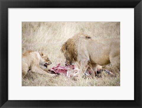 Framed Lion and a lioness (Panthera leo) eating a zebra, Ngorongoro Crater, Ngorongoro, Tanzania Print