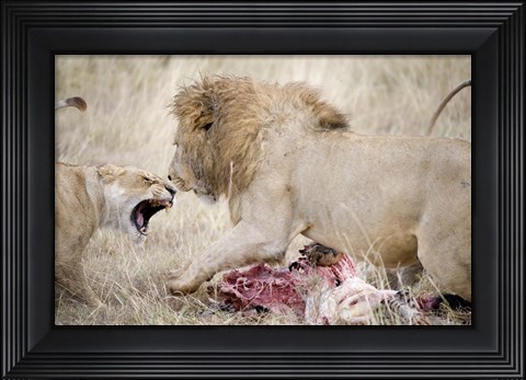 Framed Lion and a lioness (Panthera leo) fighting for a dead zebra, Ngorongoro Crater, Ngorongoro, Tanzania Print