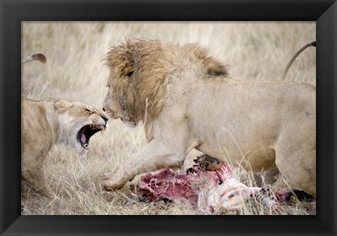 Framed Lion and a lioness (Panthera leo) fighting for a dead zebra, Ngorongoro Crater, Ngorongoro, Tanzania Print