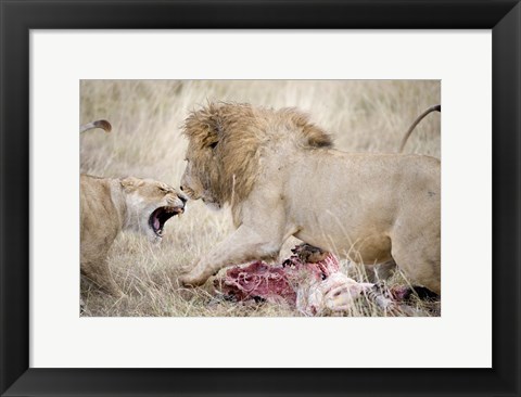 Framed Lion and a lioness (Panthera leo) fighting for a dead zebra, Ngorongoro Crater, Ngorongoro, Tanzania Print