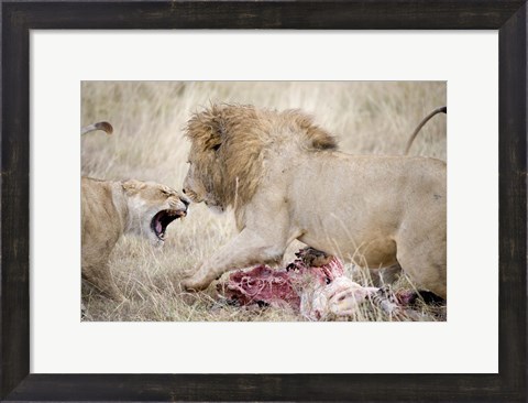 Framed Lion and a lioness (Panthera leo) fighting for a dead zebra, Ngorongoro Crater, Ngorongoro, Tanzania Print