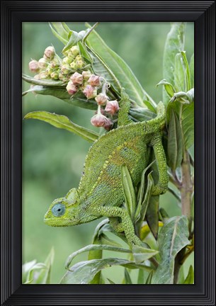 Framed Close-up of a Dwarf chameleon (Brookesia minima), Ngorongoro Crater, Ngorongoro, Tanzania Print