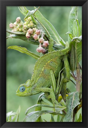 Framed Close-up of a Dwarf chameleon (Brookesia minima), Ngorongoro Crater, Ngorongoro, Tanzania Print