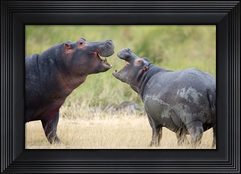 Framed Two hippopotamuses (Hippopotamus amphibius) sparring in a forest, Ngorongoro Crater, Ngorongoro, Tanzania Print