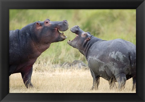 Framed Two hippopotamuses (Hippopotamus amphibius) sparring in a forest, Ngorongoro Crater, Ngorongoro, Tanzania Print