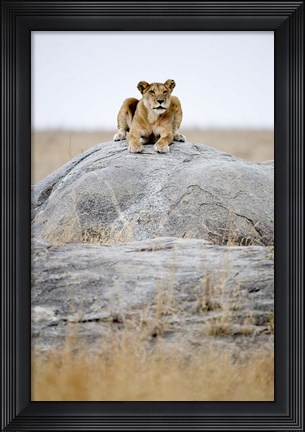 Framed Lioness on a Rock, Serengeti, Tanzania Print
