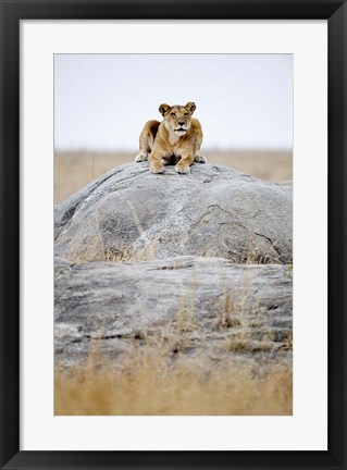 Framed Lioness on a Rock, Serengeti, Tanzania Print