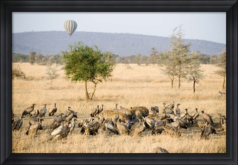 Framed Spotted hyenas (crocuta crocuta) and vultures squabbling over dead Hippopotamus (Hippopotamus amphibius), Serengeti, Tanzania Print