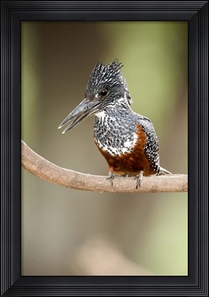 Framed Giant kingfisher (Megaceryle maxima) perching on a branch, Lake Manyara, Tanzania Print