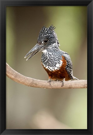 Framed Giant kingfisher (Megaceryle maxima) perching on a branch, Lake Manyara, Tanzania Print