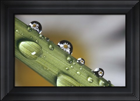 Framed Dew drops on a stem Print