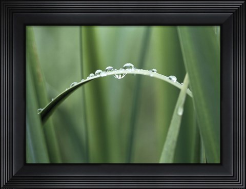 Framed Close up of Dew drops on a Blade of Grass Print