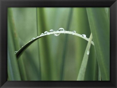 Framed Close up of Dew drops on a Blade of Grass Print