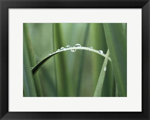 Framed Close up of Dew drops on a Blade of Grass Print