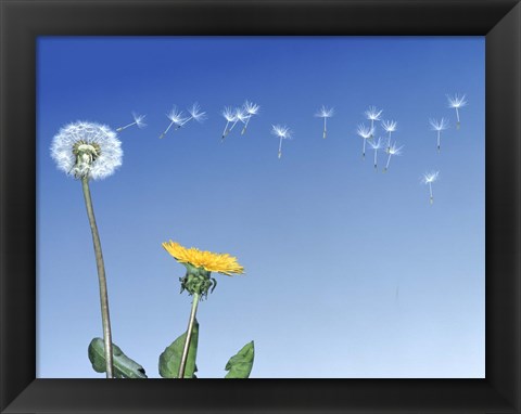 Framed Dandelion (Taraxacum officinale) seeds blowing in the air Print