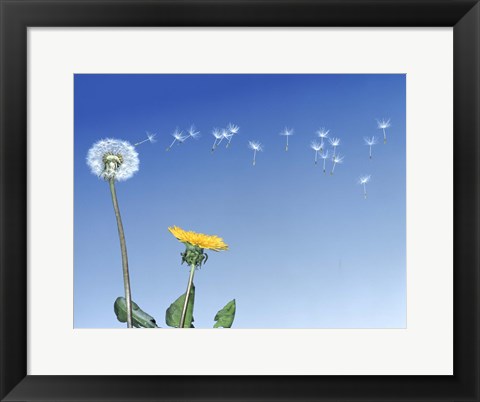 Framed Dandelion (Taraxacum officinale) seeds blowing in the air Print