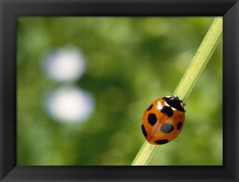 Framed Ladybug on a stem Print