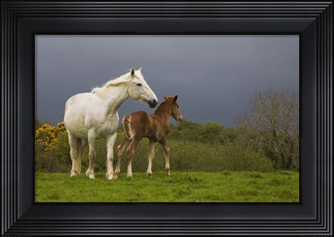 Framed Mare and Foal, Co Derry, Ireland Print