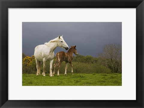 Framed Mare and Foal, Co Derry, Ireland Print