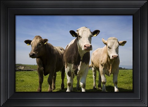 Framed Cattle, County Waterford, Ireland Print