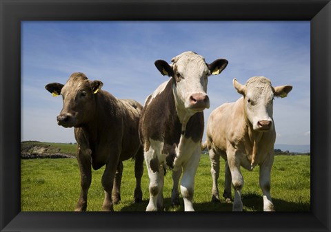 Framed Cattle, County Waterford, Ireland Print