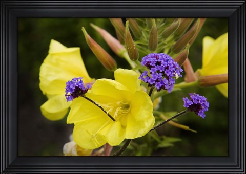 Framed Verbena Bonariensis and Evening Primrose, Ireland Print