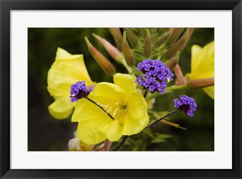 Framed Verbena Bonariensis and Evening Primrose, Ireland Print