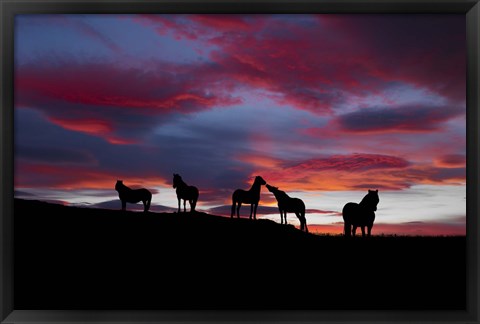 Framed Silhouette of horses at night, Iceland Print